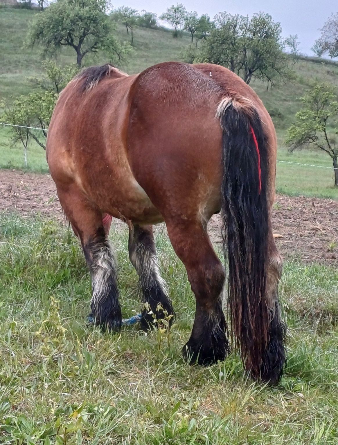 Armăsar Ardenez doi ani