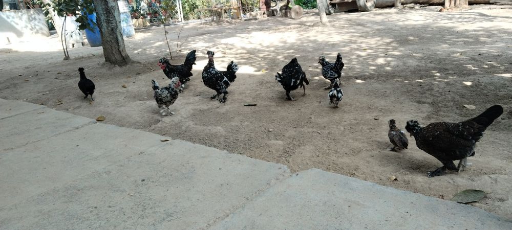 Япон товук сотаман ёки дакан жожага олмашаман. Нархи 100000сум логами.