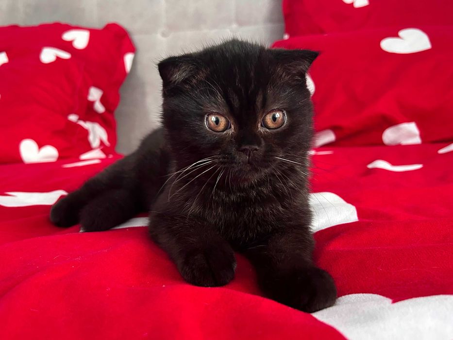 Rasă pură Scottish Fold, motănel cu pedigree și Carnet de Sănătate