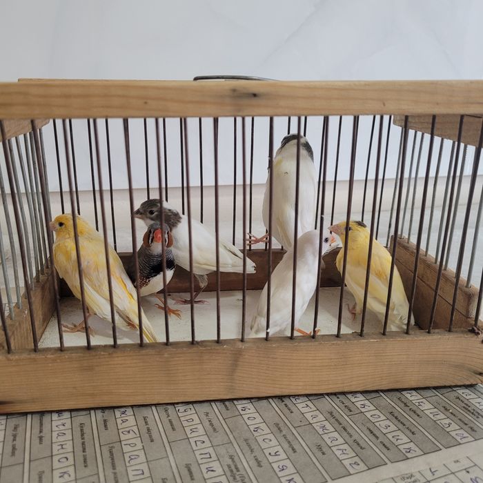 Juft kanareyka va juft amadina ikkita kanareyka jo‘ja bir yarim oylik