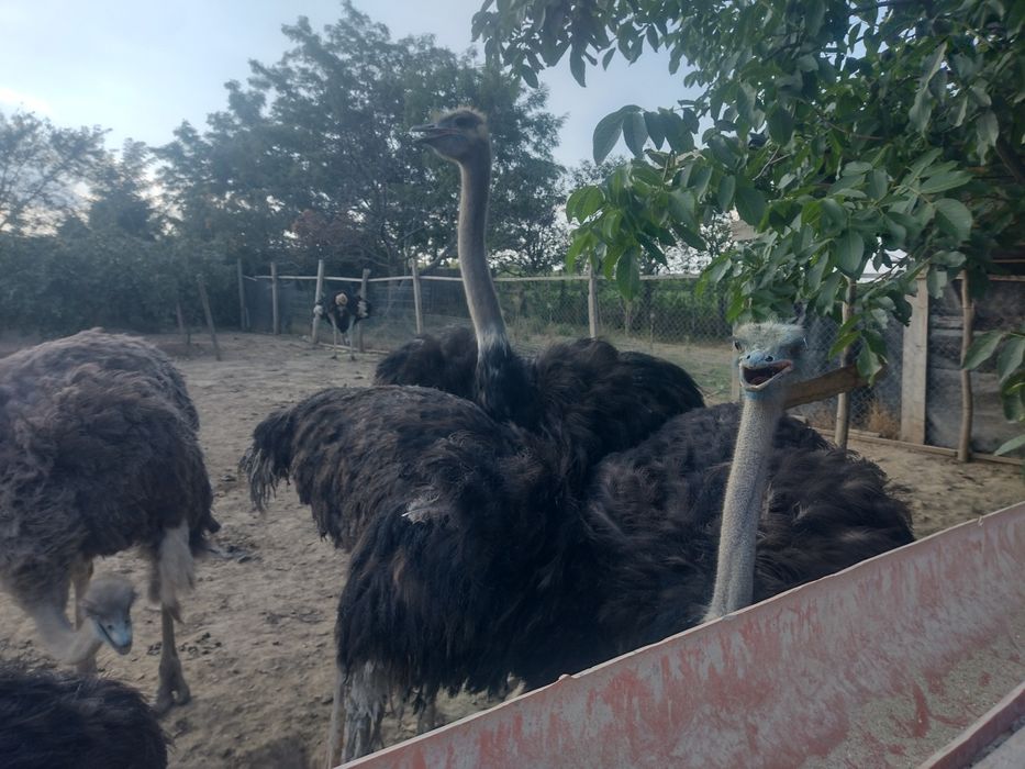 Vând 6  struți    maturi