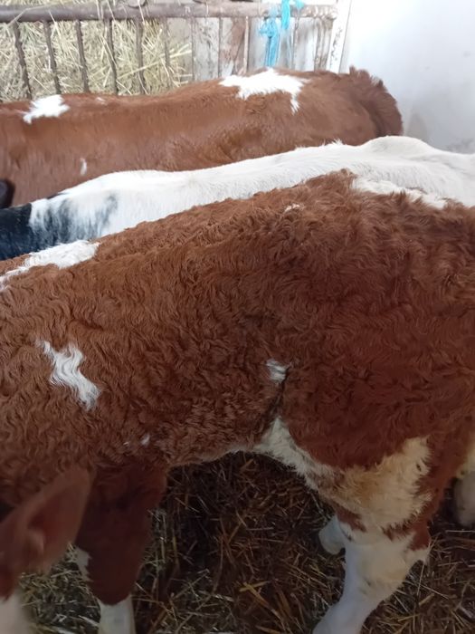 Tauras belgian și vitele baltate