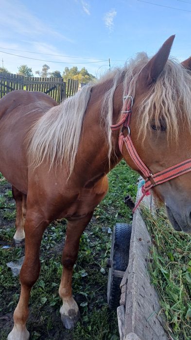 De vnzare mnzz de un an si jumate