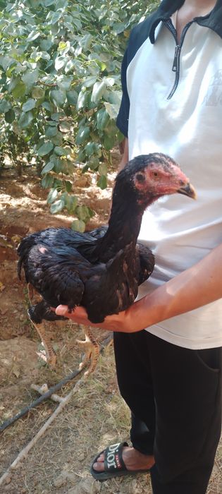 Dakan joja 3 oyli narxi kelishamiz