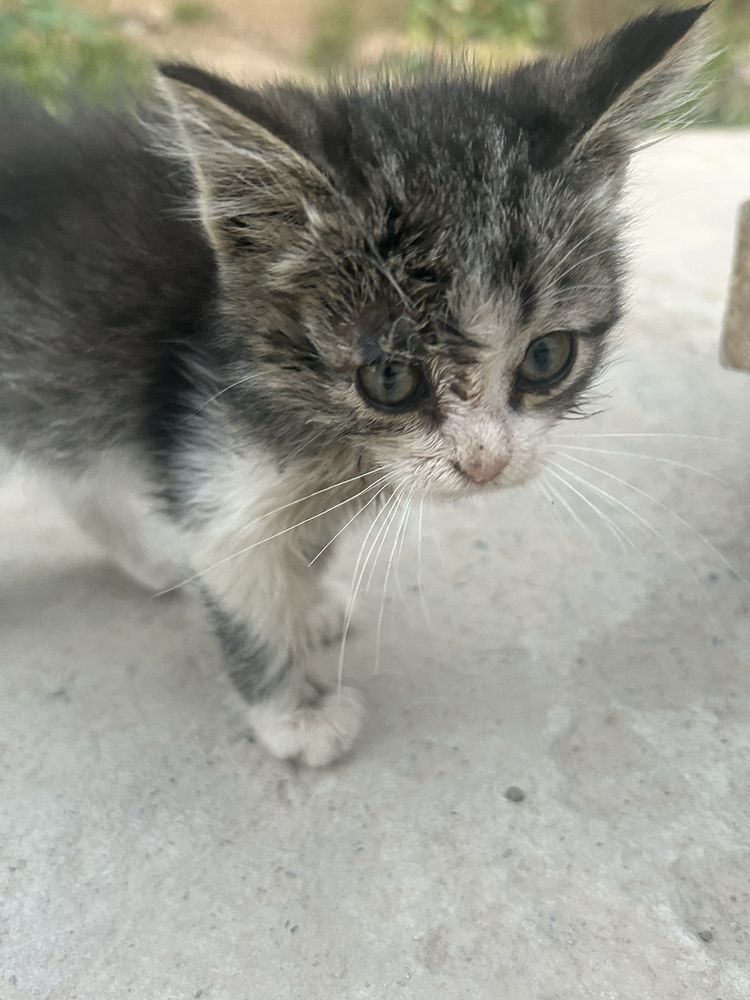 Котенок  в добрые руки