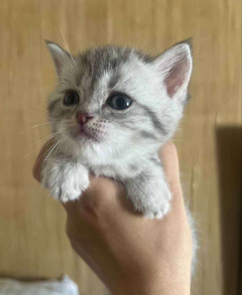 Отдаём котёнока Мальчика с мраморным окрасом . Только ответственным!!!