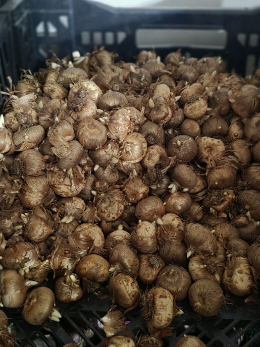 Bulbi de: Lalele, narcise, zambile, crocus