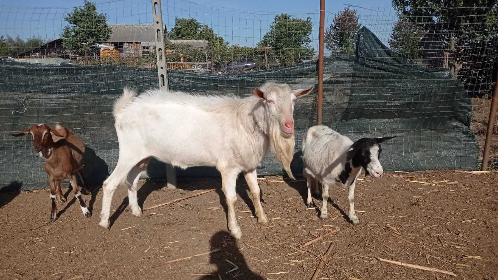 Capra Anglo-Nubiană și Țapi Anglo-Nubian, Boer, Saanen