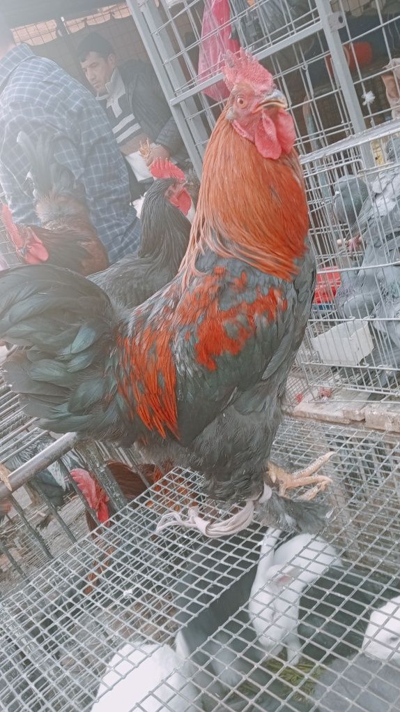 Xoʻroz tovuqlar sotiladi