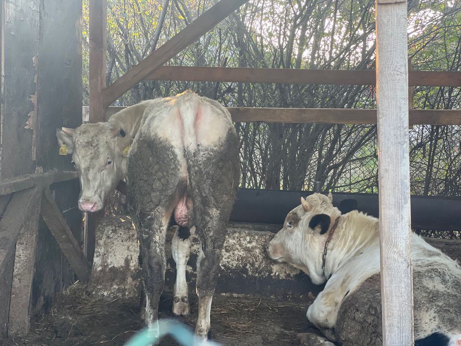 Продаване на крави и телешко месо