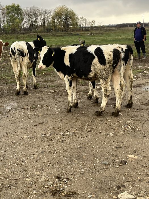 Vitele holstein rasa pura