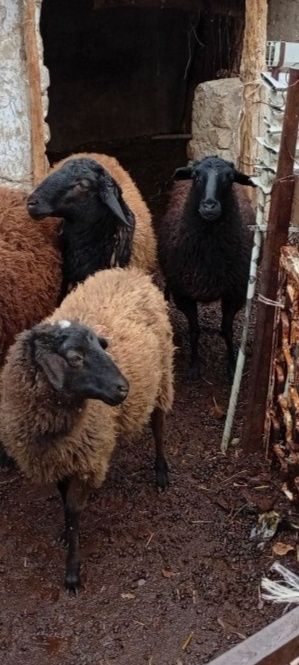 Qo'ylar 4ta. Romanovskiy aralash.