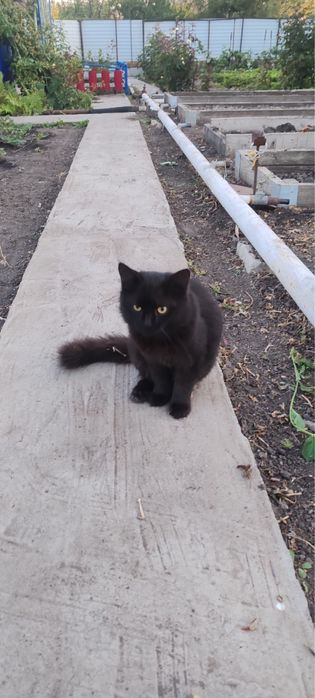 Котик. Отдам котика в хорошие руки.