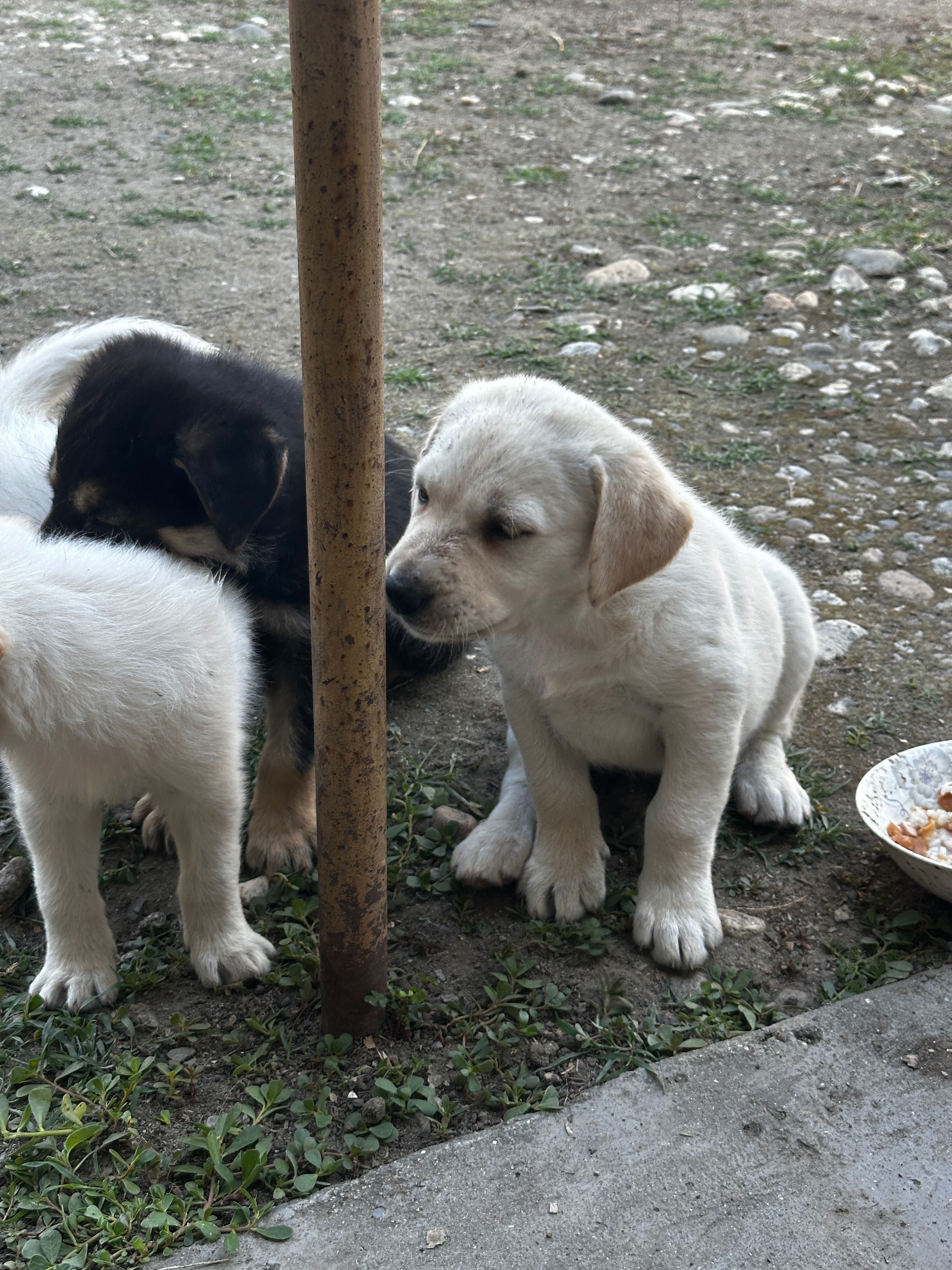 Donez catel labrador