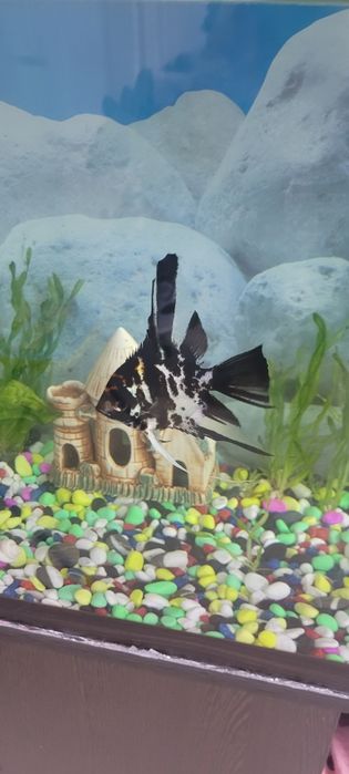 Аквариумная рыбка