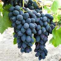 Vand struguri de vin diferite soiuri productie 2022