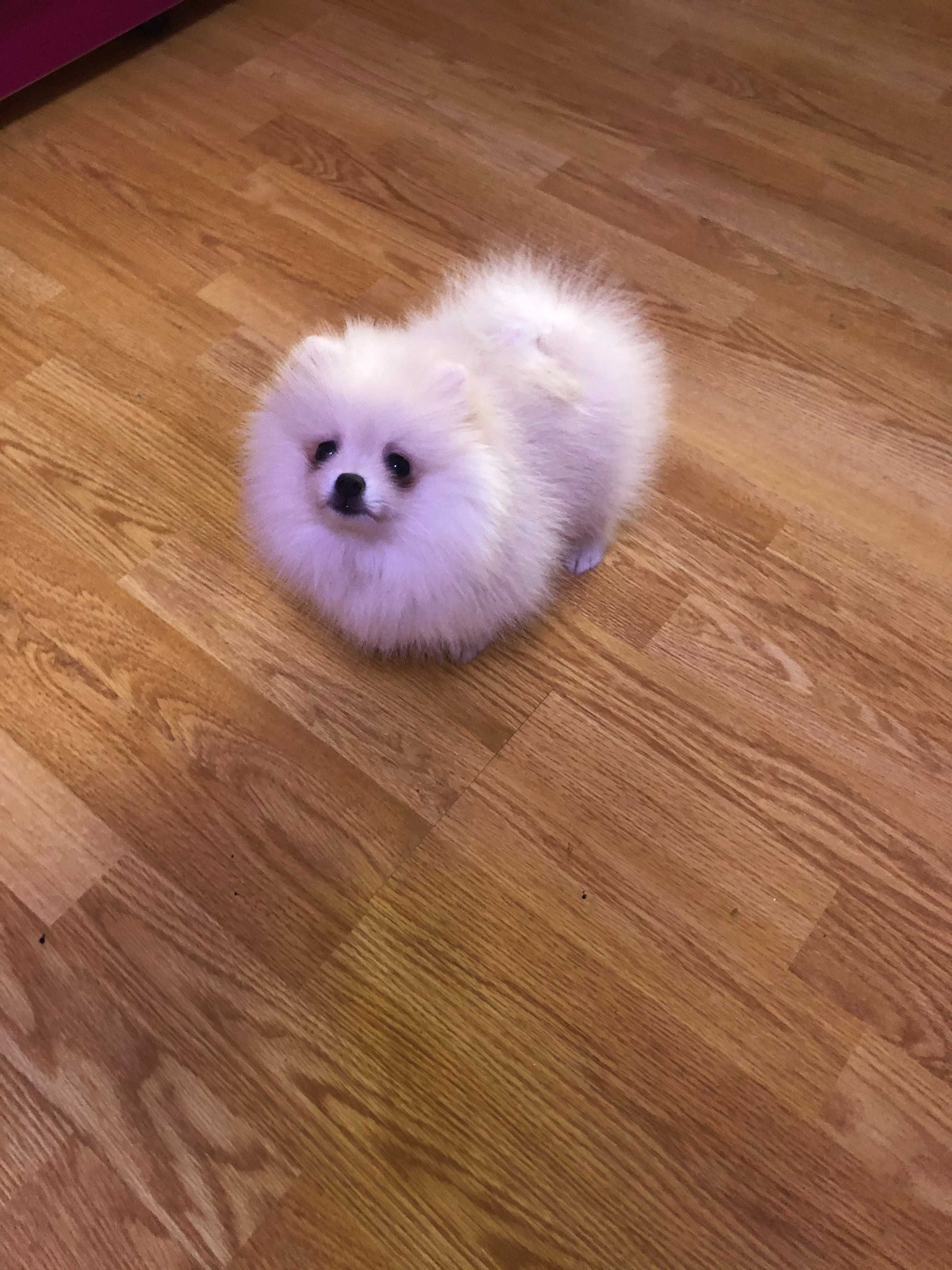 Pomeranian pui-Canisa