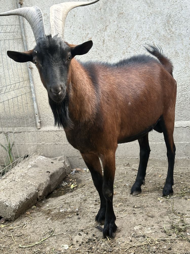 Vând tap și capra