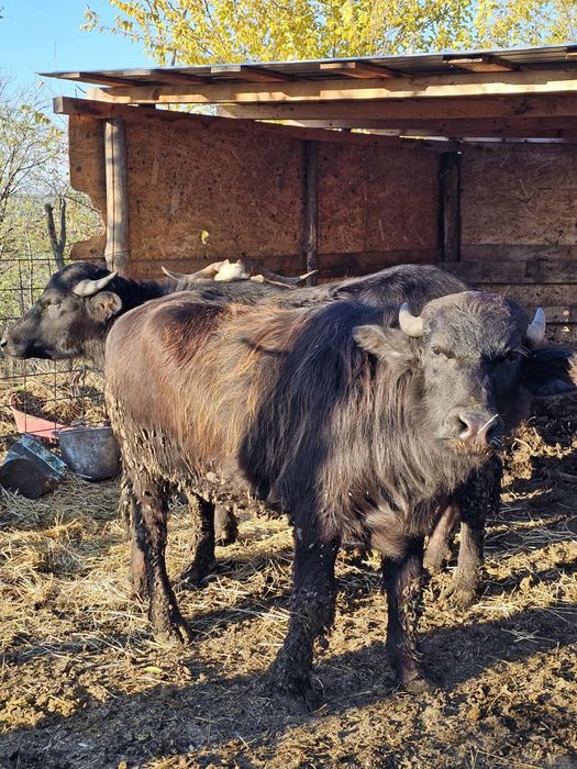 Pereche Bivoli disponibili