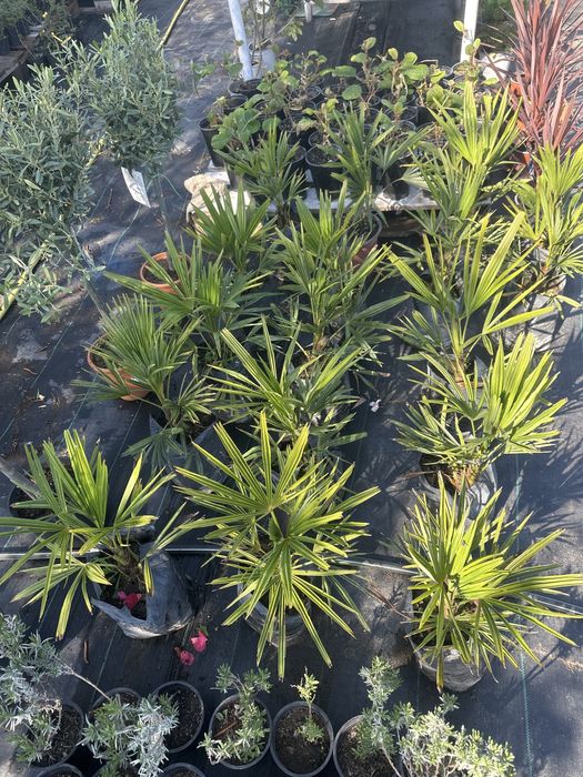 Палма трахикарпус малка