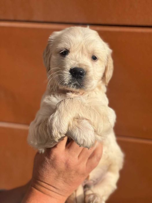 Голдън ретривър игрив сладур момче