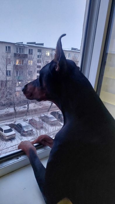 Ищу подружку для Добермана