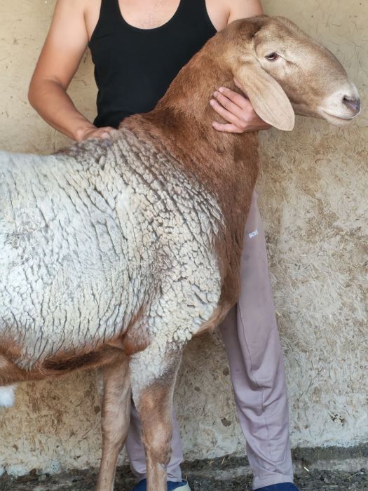 Кучкор сотилади 4тишга утган