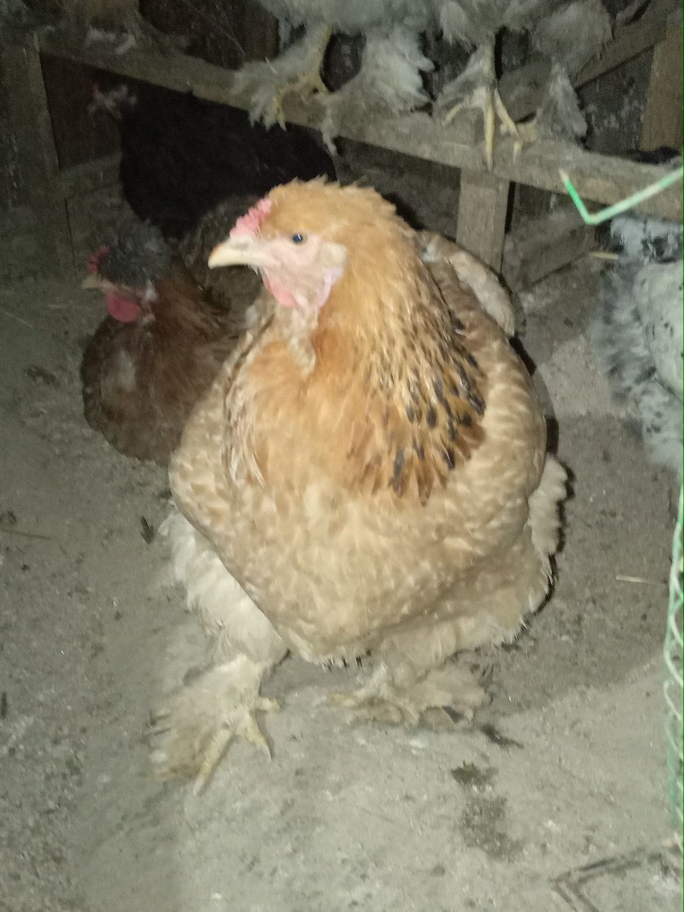 Продам яйца породы брама