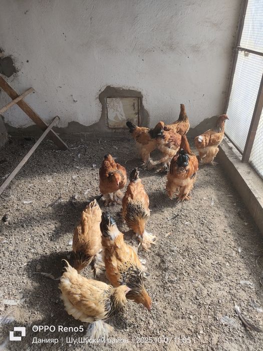 Продам Цыплят Брам Изабелла.