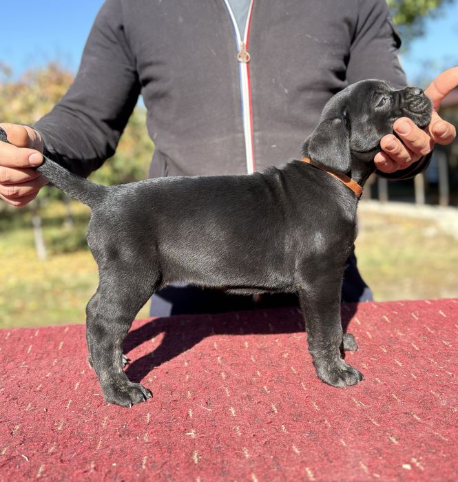 Cane Corso-Pedigree tip A