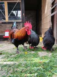 Familie Marans negru-arămiu