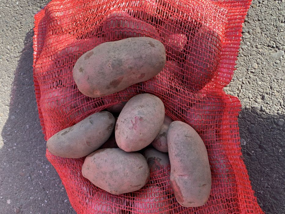 Vand cartofi consum alb rosu