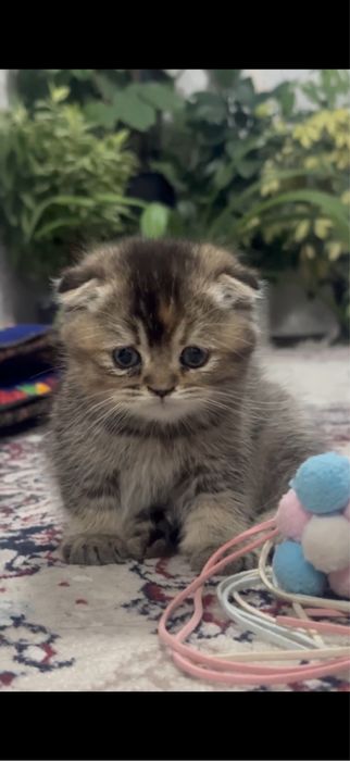 Скотиш фолд девочка мальчик 1,5 месяца