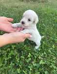 Bichon Maltez alb