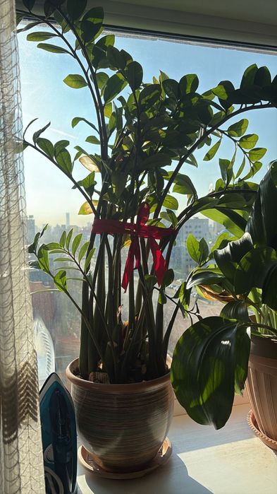 Продаются домашние цветы Доллар, Бенжамино, Фикус