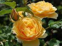 чайная роза жёлтая