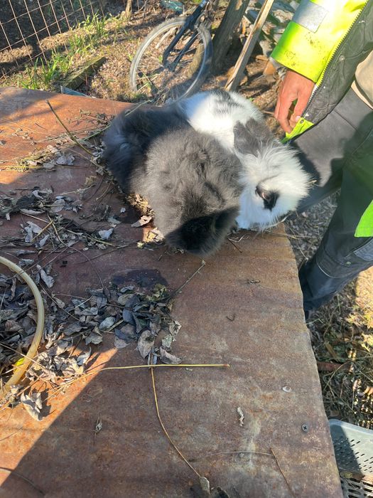 Iepurii de vânzare , sunt pereche