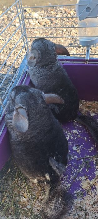 Sinsila (chinchilla)