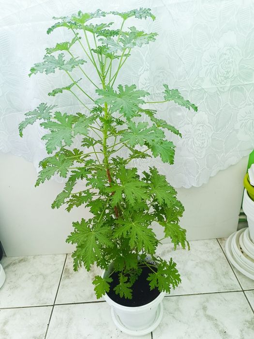 Трилистник, Индрише, Дифенбахия, Бегония, Бенджамин, Епипремнум