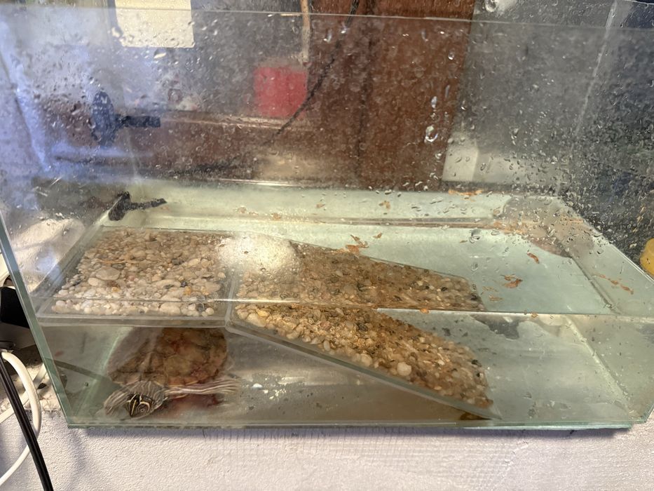 Broasca testoasa + acvariu