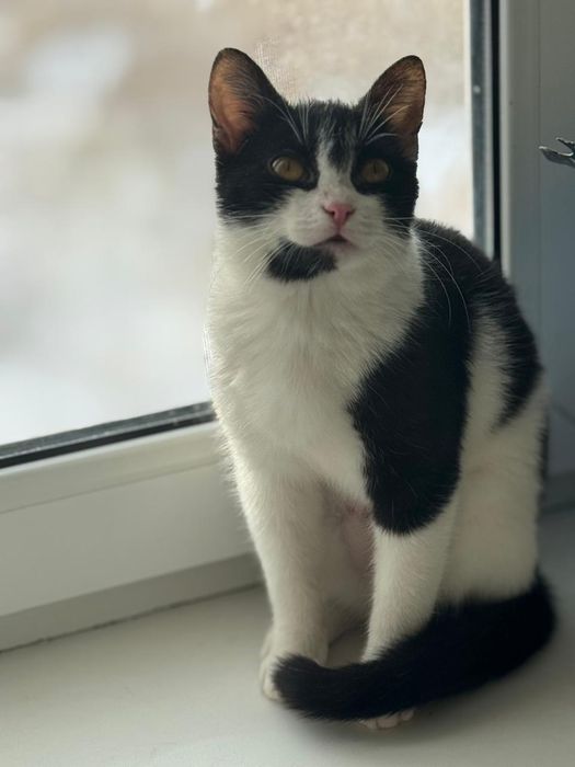 Отдам кошечку в добрые ручки