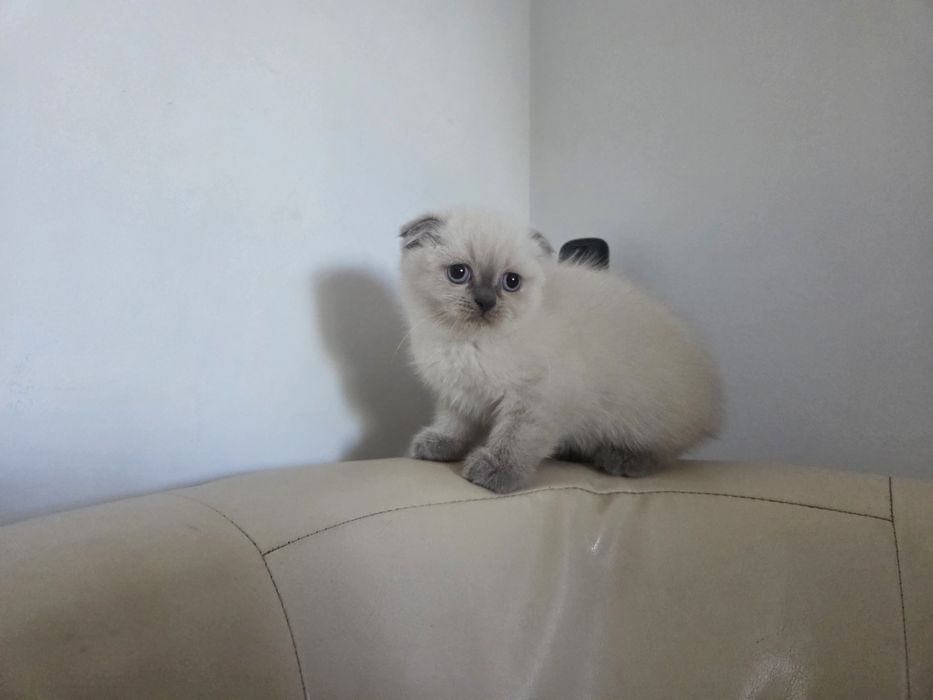 British shorthair