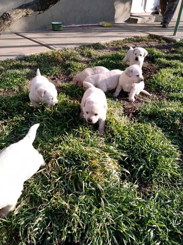 Labrador de vanzare