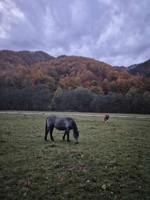 Vând mânză tânără