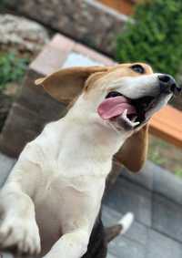 Mascul Beagle tricolor
