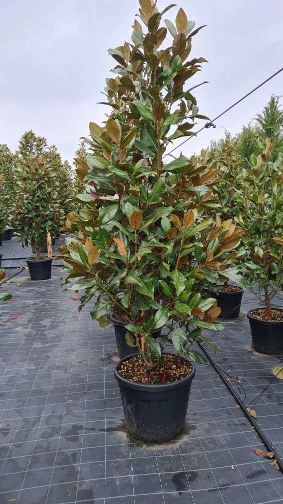 Magnolia grandiflora mai multe dimensiuni