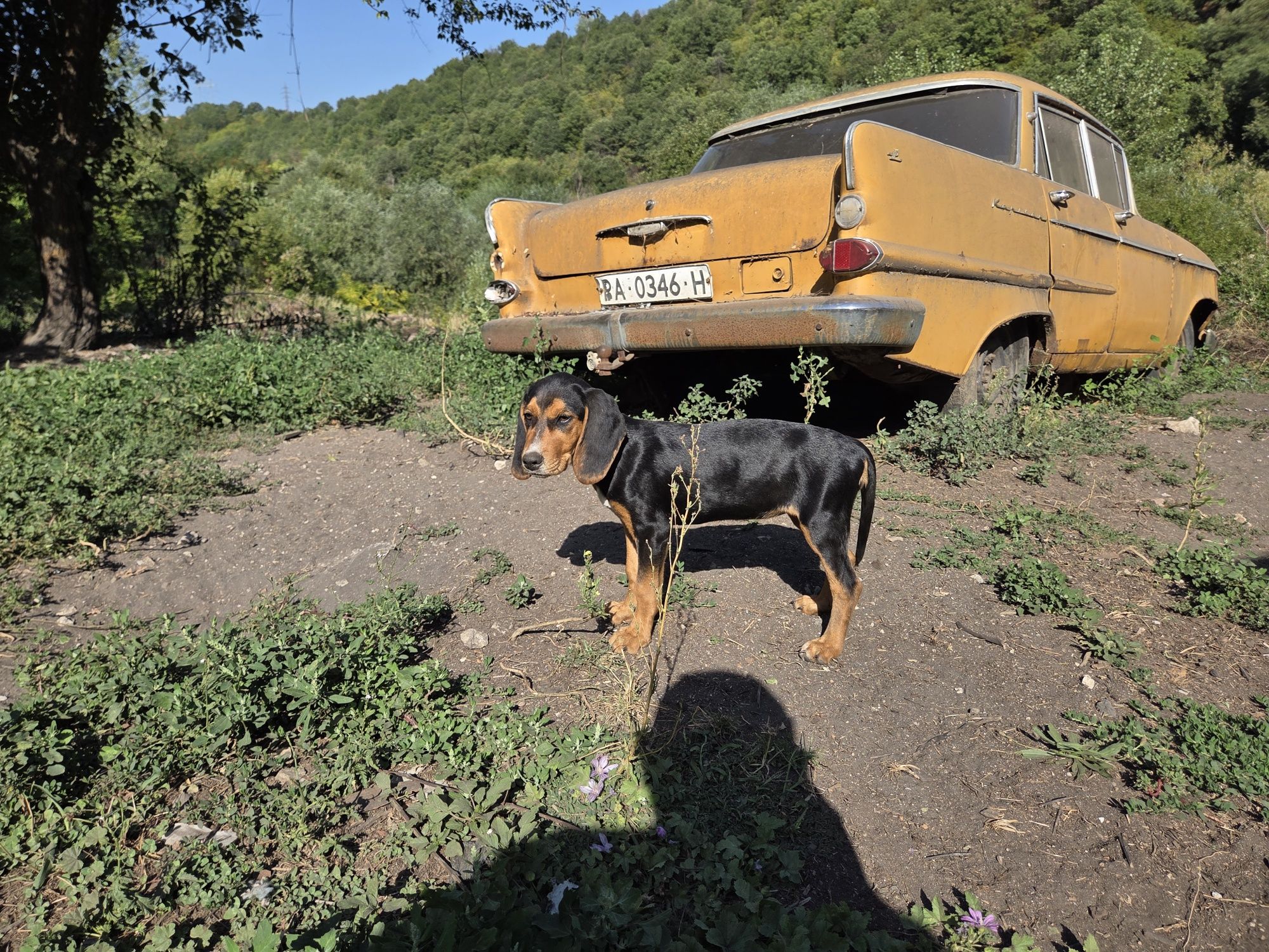 Ловни кучета порода Гонче