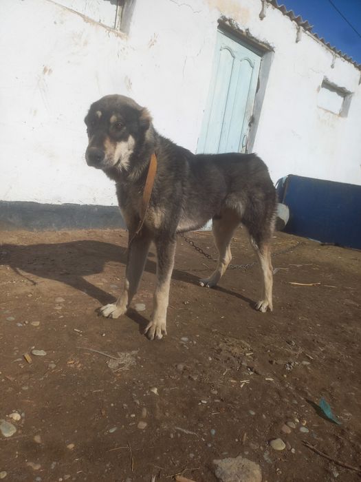 Алабай кушик срочна