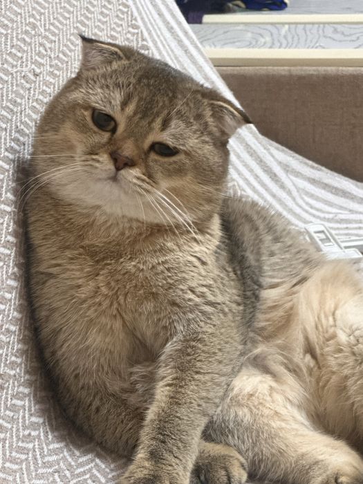 Вязка кота, золотой шиншилла