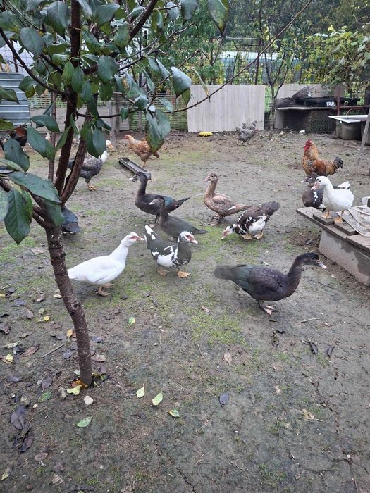 Vând Rațe negociabil!!!